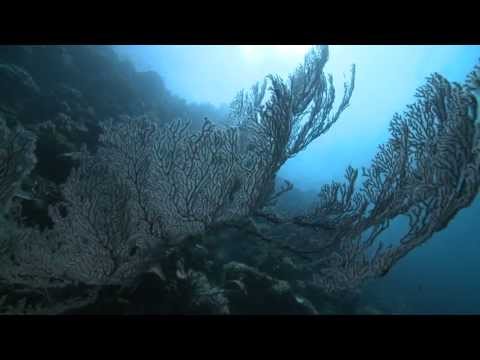 Serj Tankian - Orca Act II - Oceanic Subterfuge - Official Video
