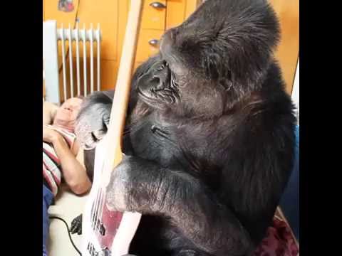 Flea &amp; Koko [The Gorilla Foundation]
