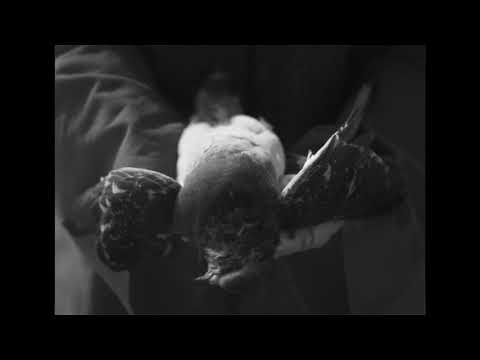 AMENRA &quot;A Solitary Reign&quot; (official videoclip)